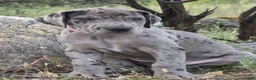 Great Dane dogs for sale: Ewa - Ad 1