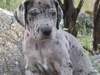 Great Dane dogs for sale: Ewa - Ad 3