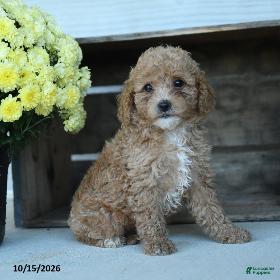 Shihpoo dogs Josie - Ad 1