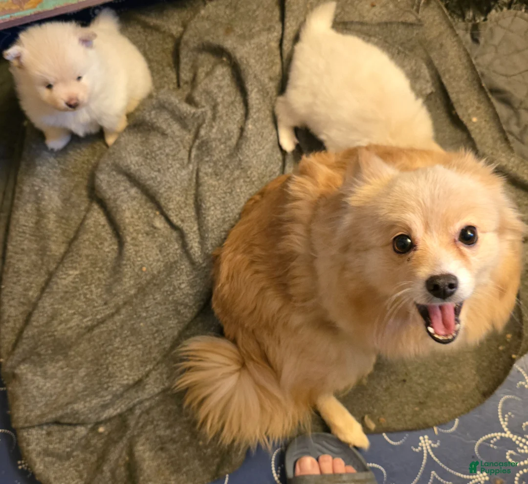 Pomeranian dogs for sale: Pomeranian Puppy 2 - Ad 2