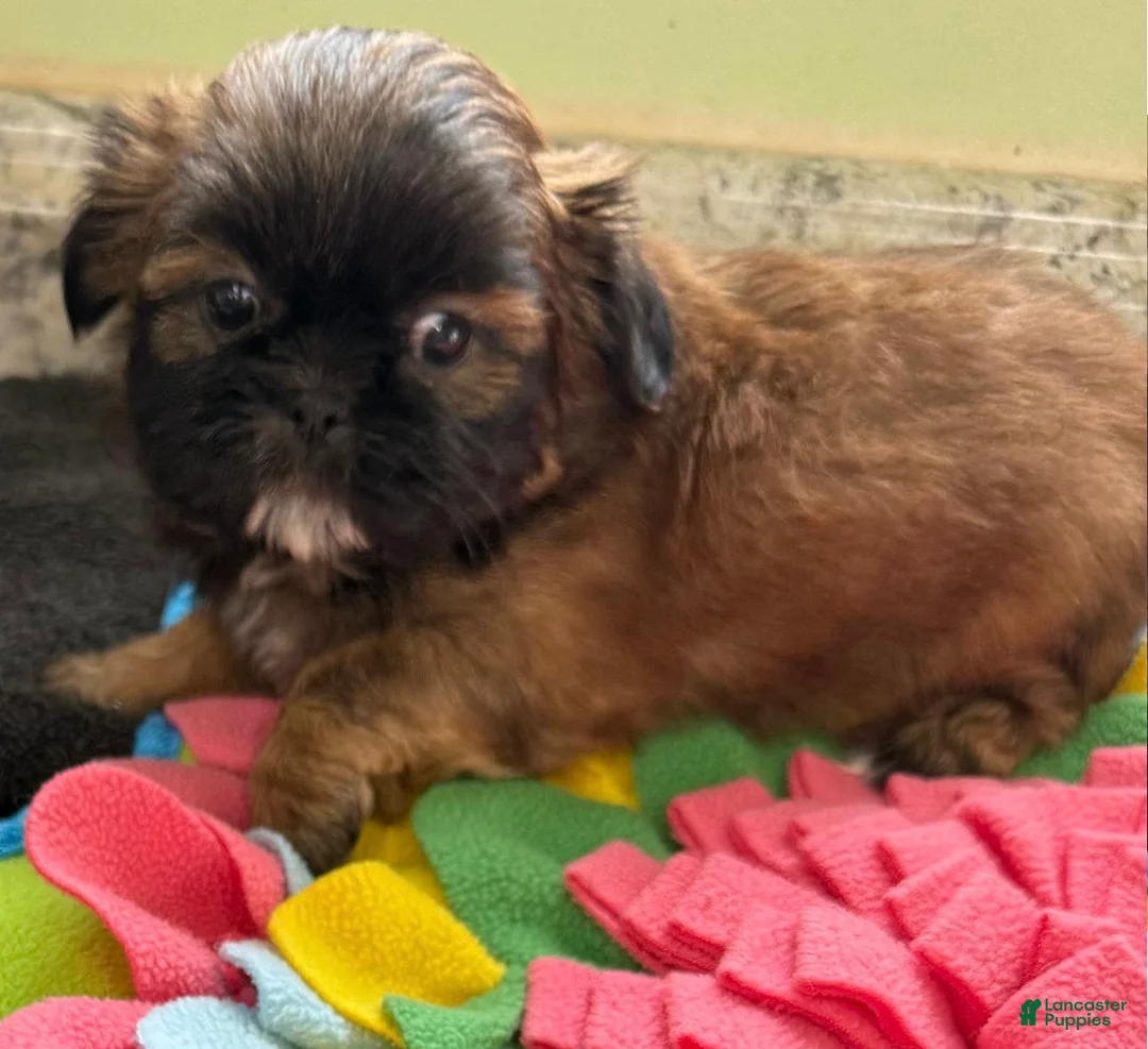 Shih Tzu dogs for sale: Scarlet  - Ad 2