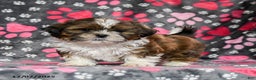 Shih Tzu dogs for sale: Ozzie - Ad 3