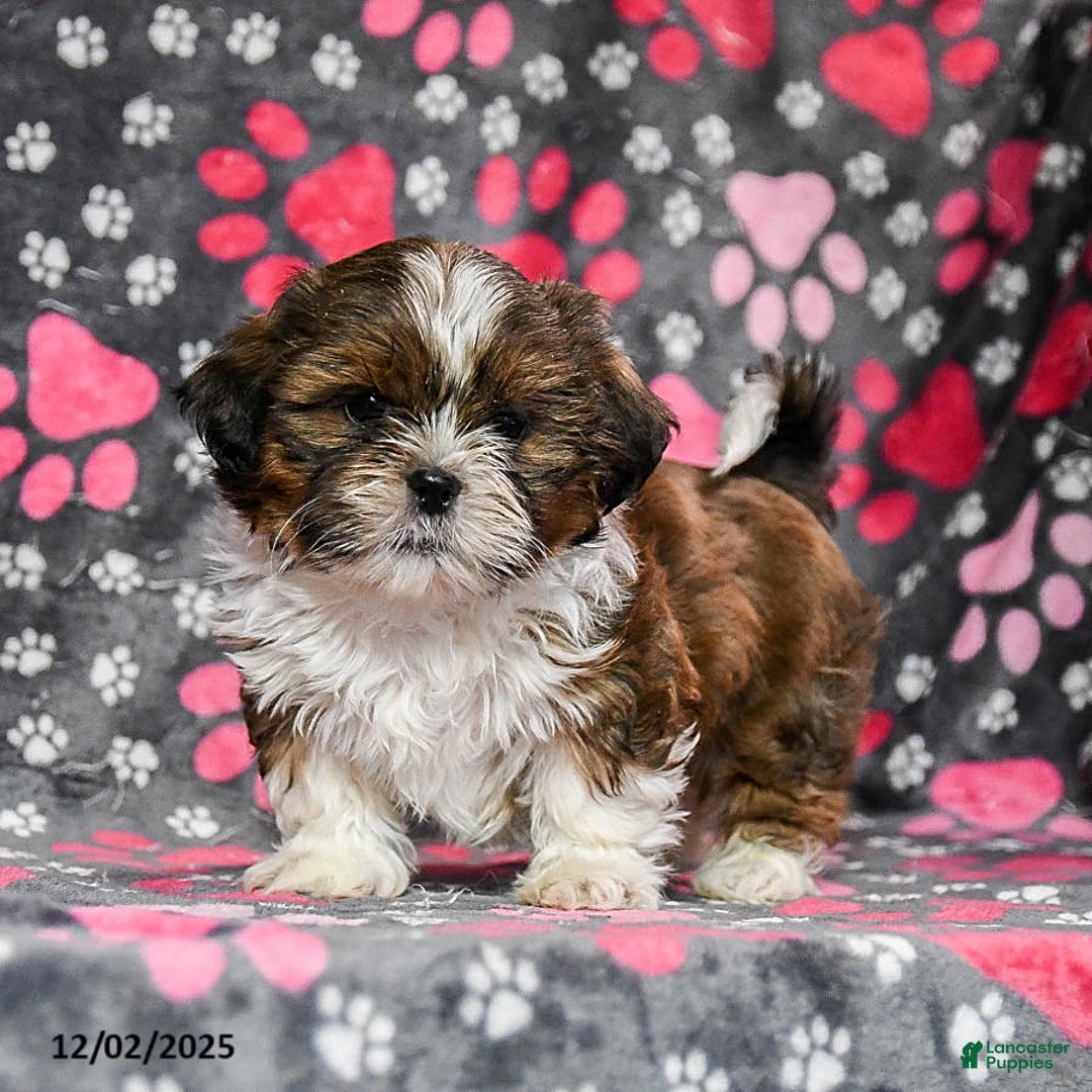 Shih Tzu dogs for sale: Ozzie - Ad 3