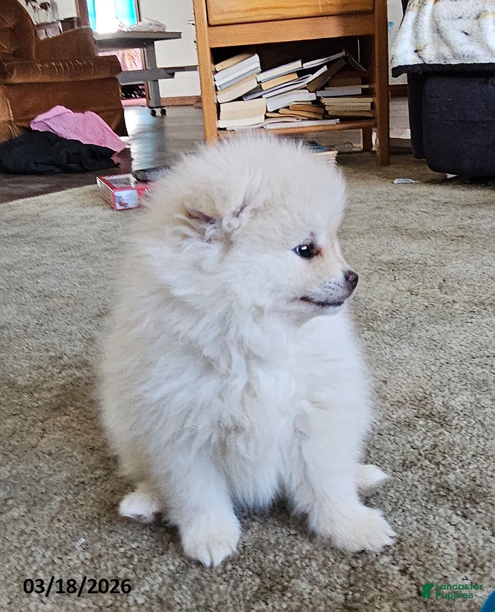 Pomeranian dogs Cameron - Ad 1