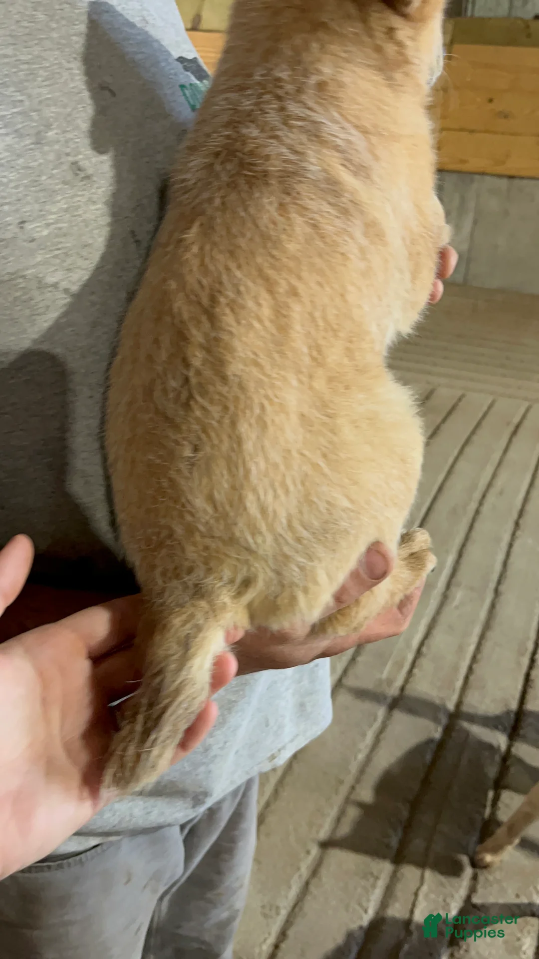 Australian Cattle Dog dogs for sale: Gemma - Ad 2