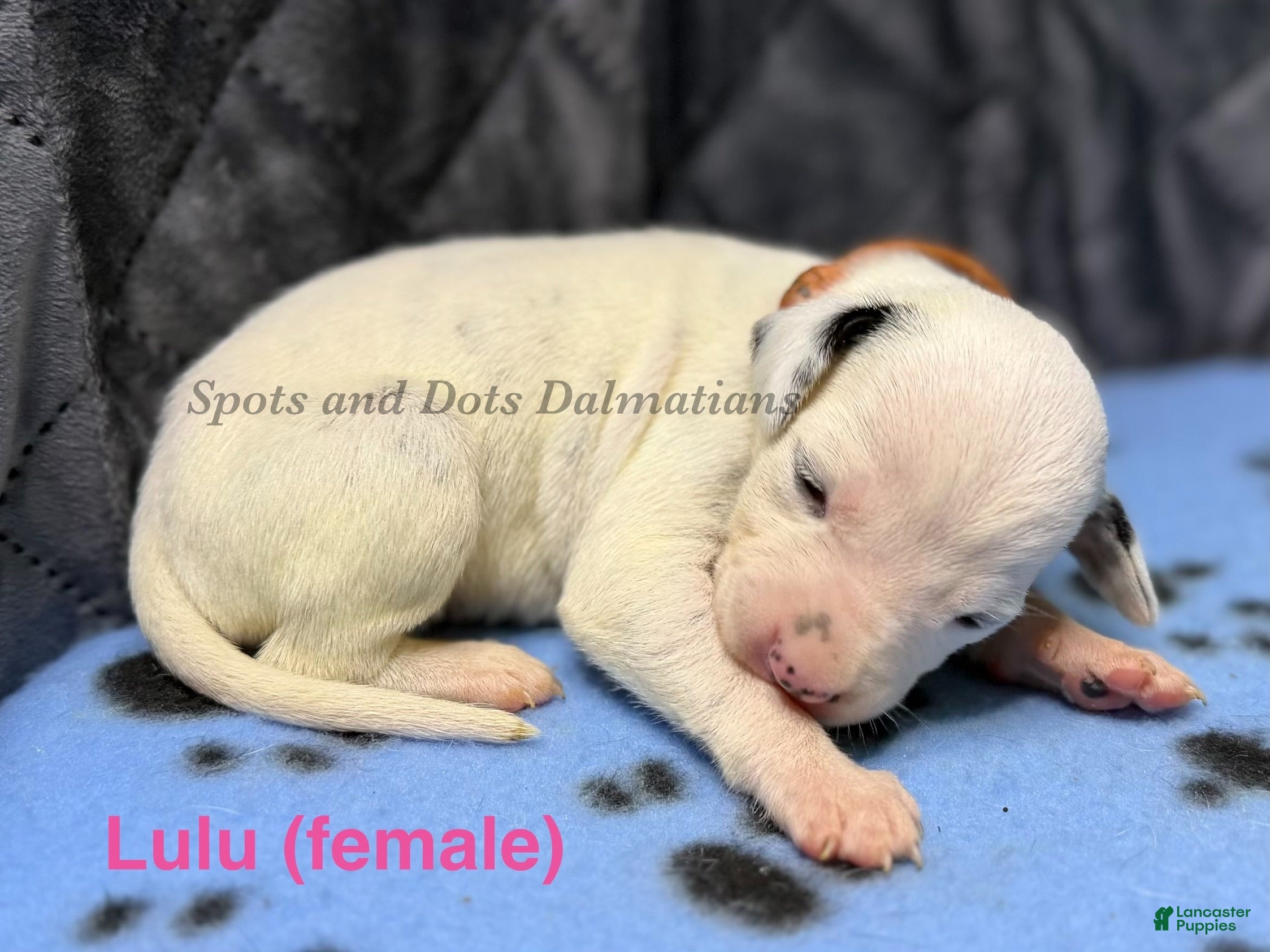 Dalmatian dogs Lulu - Ad 1