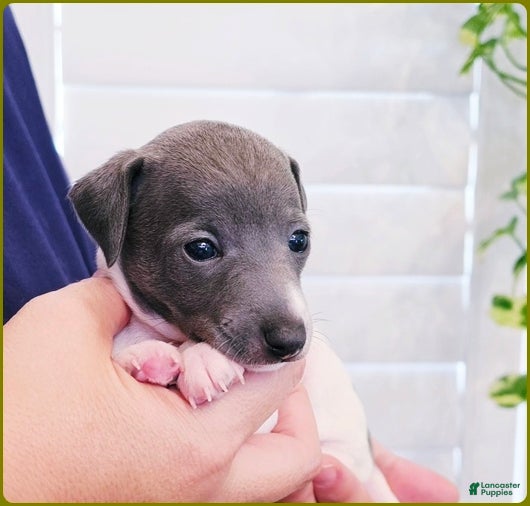 Italian Greyhound dogs Lynyrd - Ad 2