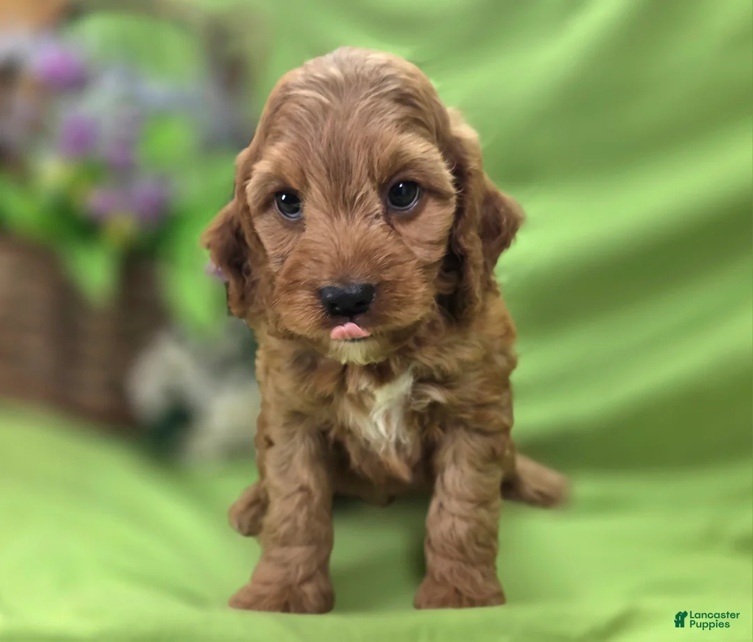 Cockapoo dogs for sale: Cashmere - Ad 1