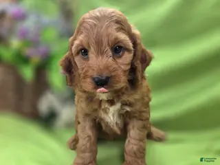 Cockapoo dogs Cashmere - Ad 11