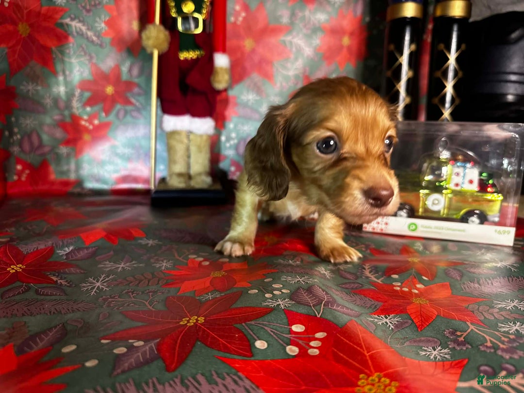 Dachshund dogs for sale: Lola bunny - Ad 3