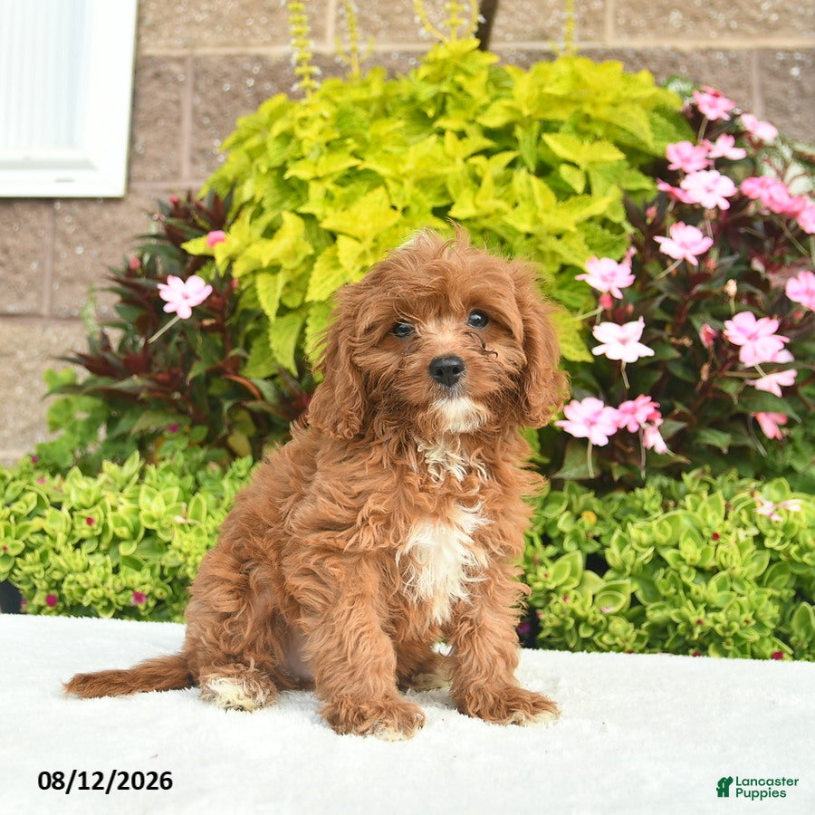 Cavapoo dogs Indigo  - Ad 2