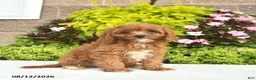 Cavapoo dogs for sale: Indigo  - Ad 2