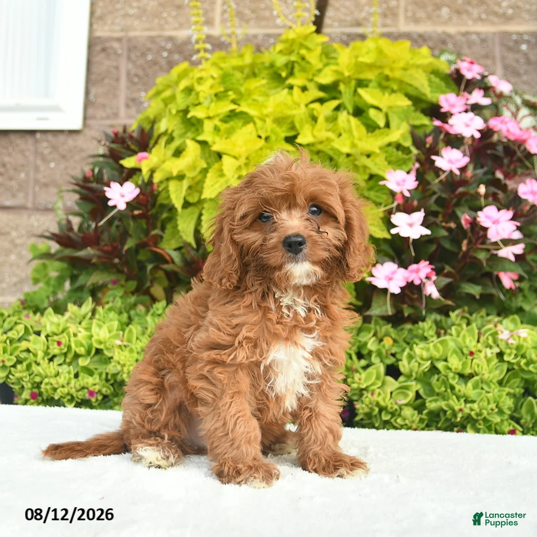 Cavapoo dogs for sale: Indigo  - Ad 2