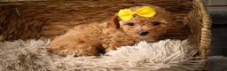 Miniature Poodle dogs for sale: Jimbo💙 - Ad 5