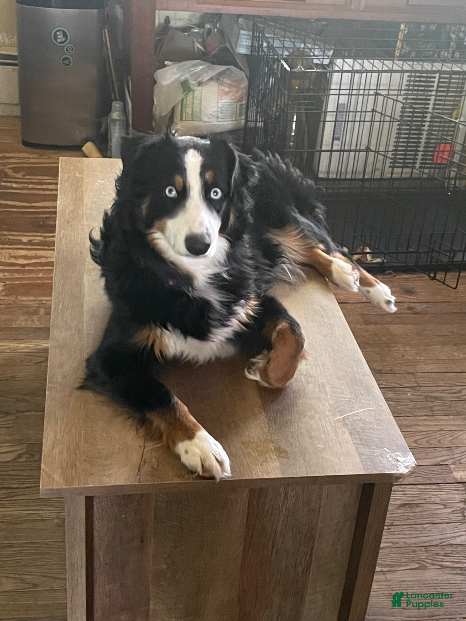 Mixed Breed dogs Jane - Ad 2