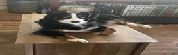Mixed Breed dogs for sale: Petey  - Ad 3