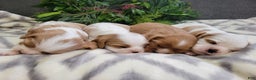 Cavalier King Charles Spaniel dogs for sale: Mason - Ad 2