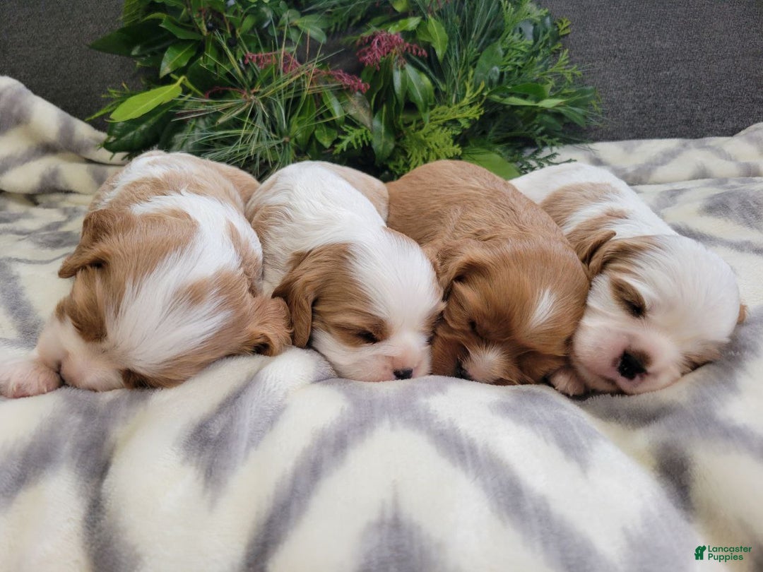 Cavalier King Charles Spaniel dogs for sale: Mason - Ad 2