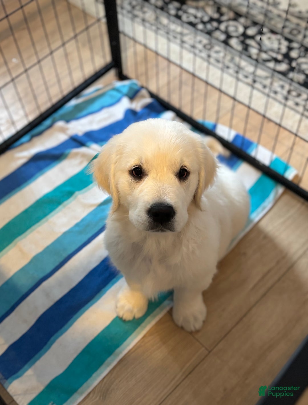 Golden Retriever dogs for sale: Brandy  - Ad 2