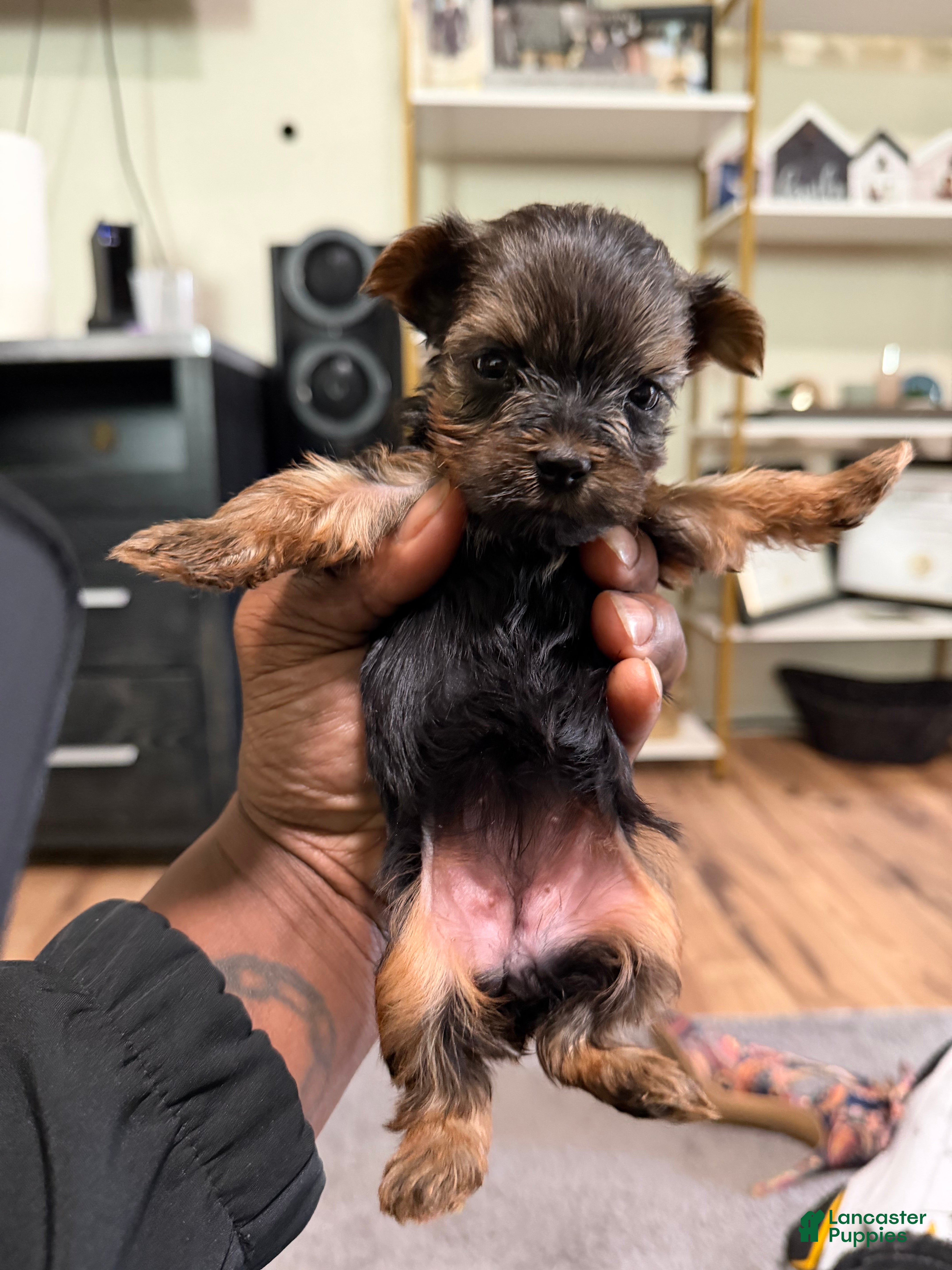 Yorkshire Terrier dogs Yorkshire Terrier Puppy 2 - Ad 7