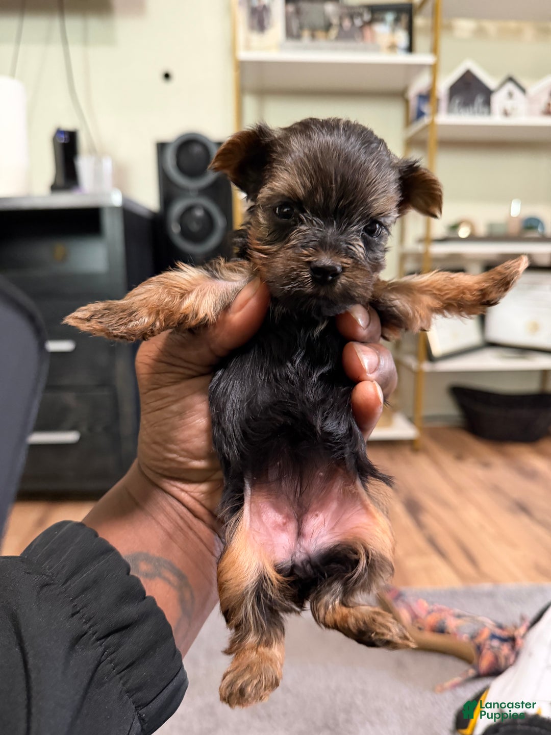 Yorkshire Terrier dogs for sale: Yorkshire Terrier Puppy 2 - Ad 1