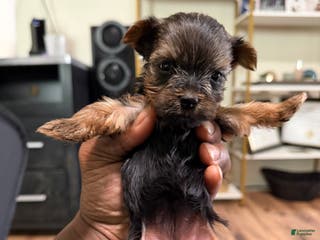 Yorkshire Terrier dogs Yorkshire Terrier Puppy 2 - Ad 1