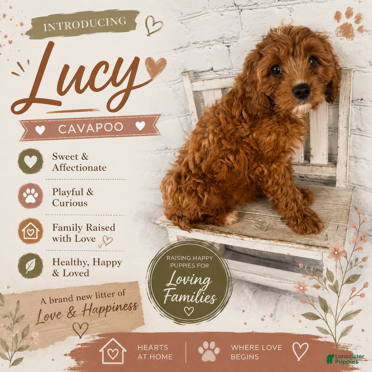 Cavapoo dogs Lucy - Ad 1