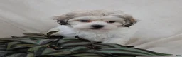 Teddy Bear dogs for sale: Casey - Ad 12