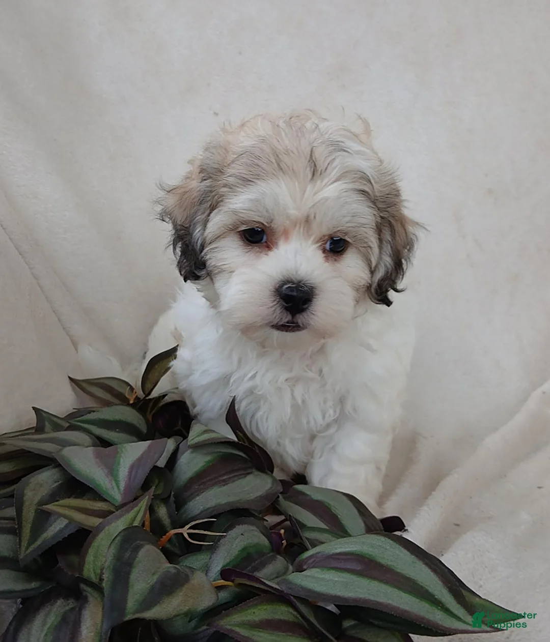 Teddy Bear dogs for sale: Casey - Ad 12