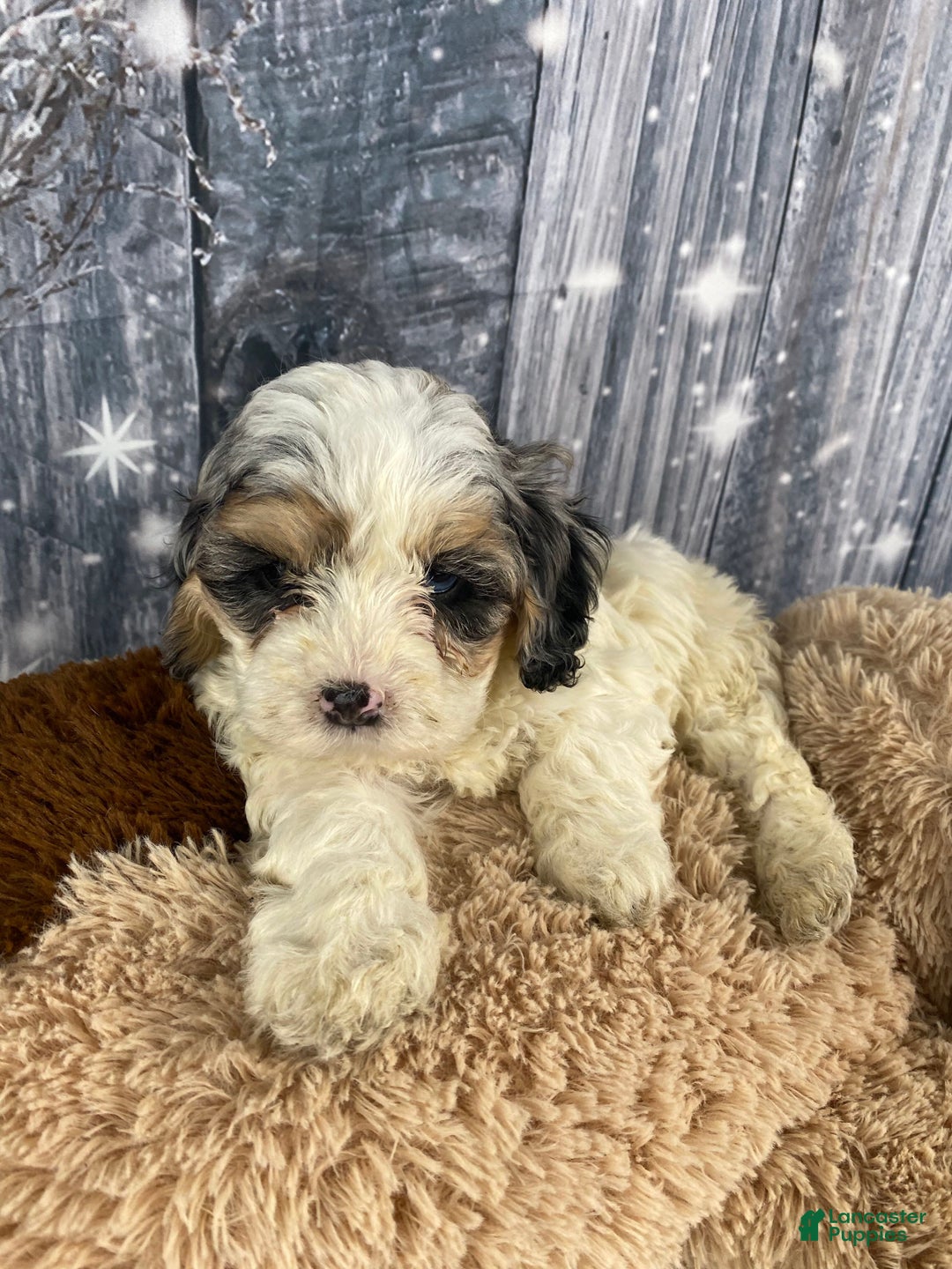 Cavapoo dogs for sale: Julie - Ad 9