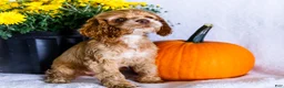 Cocker Spaniel dogs for sale: Lory - Ad 5