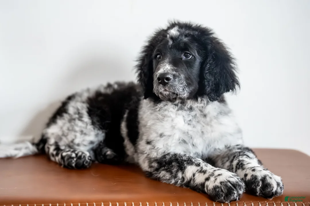 Bernedoodle dogs for sale: Bernedoodle Puppy 8 - Ad 6