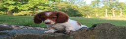 Miniature Dachshund dogs for sale: Amy - Ad 6