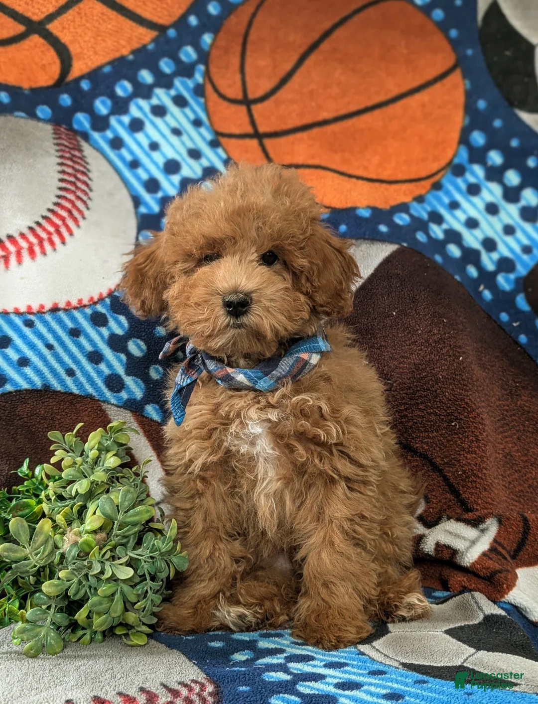 Maltipoo dogs for sale: Dale - Ad 2