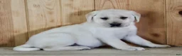 Labrador Retriever dogs for sale: Zeus  - Ad 5