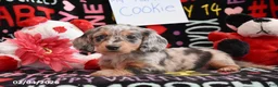 Miniature Dachshund dogs for sale: Cookie - Ad 1