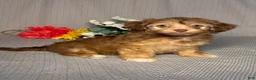 Havapoo dogs for sale: Alice - Ad 2