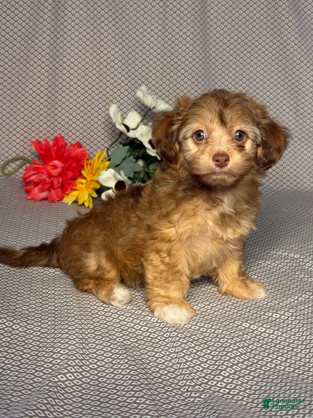 Havapoo dogs for sale: Alice - Ad 2