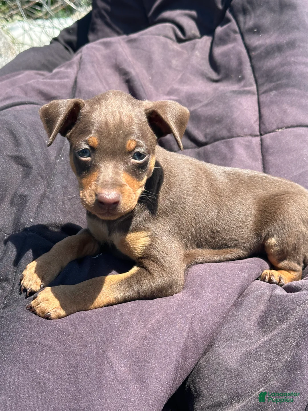 Miniature Pinscher dogs for sale: Miniature Pinscher 1 - Ad 2