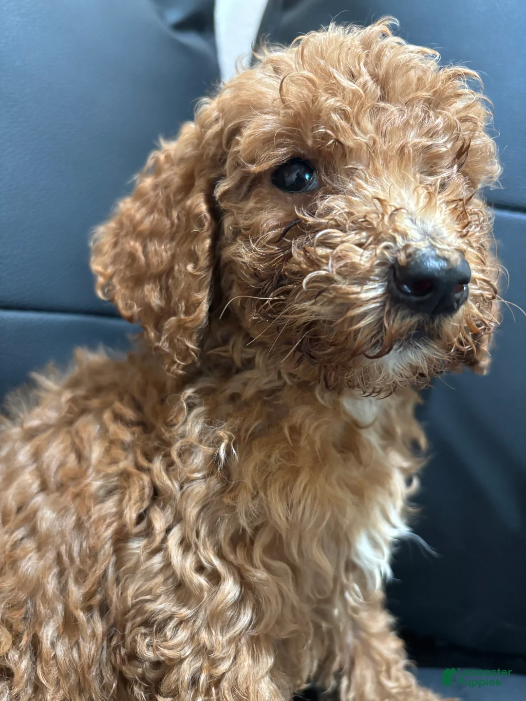 Standard Poodle dogs for sale: Daisy - Ad 2