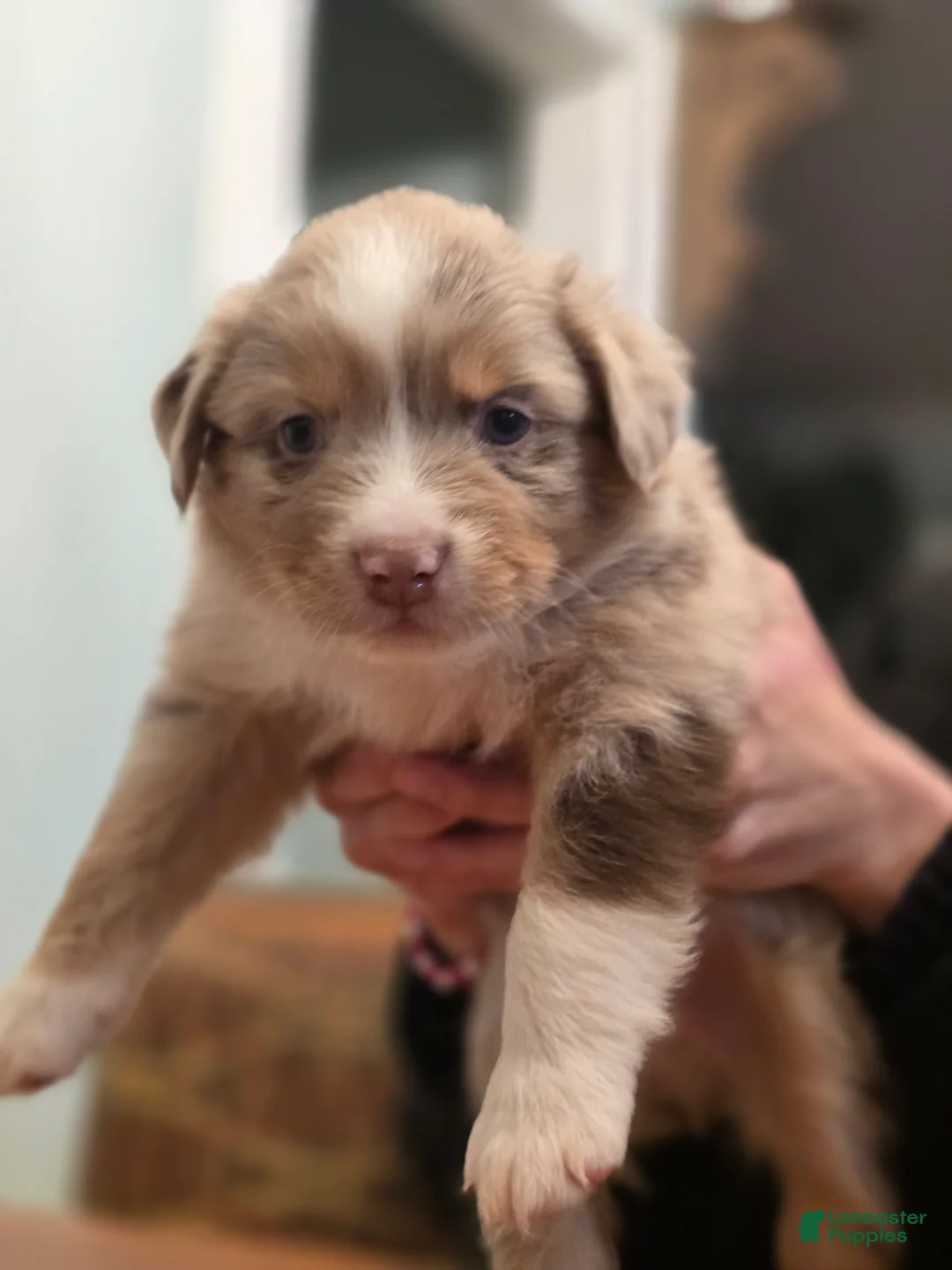 Australian Shepherd dogs for sale: Australian Shepherd Puppy 7 - Ad 2