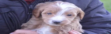 Cooper 
