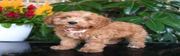 Mixed Breed dogs for sale: Maisie - Ad 3