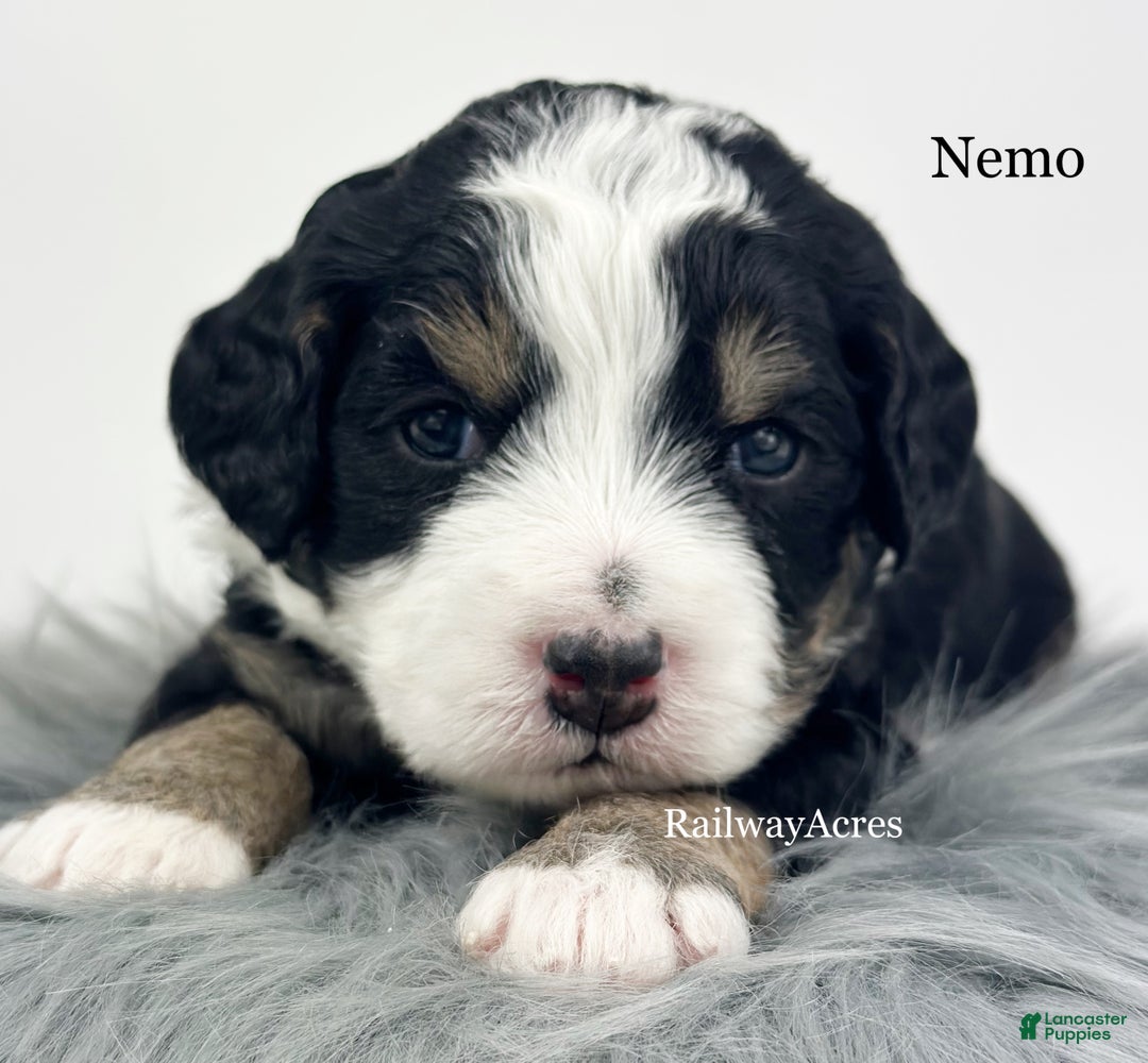 Mini Bernedoodle dogs for sale: Nemo - Ad 2