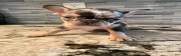 French Bulldog dogs for sale: ChocoMoco - Ad 2