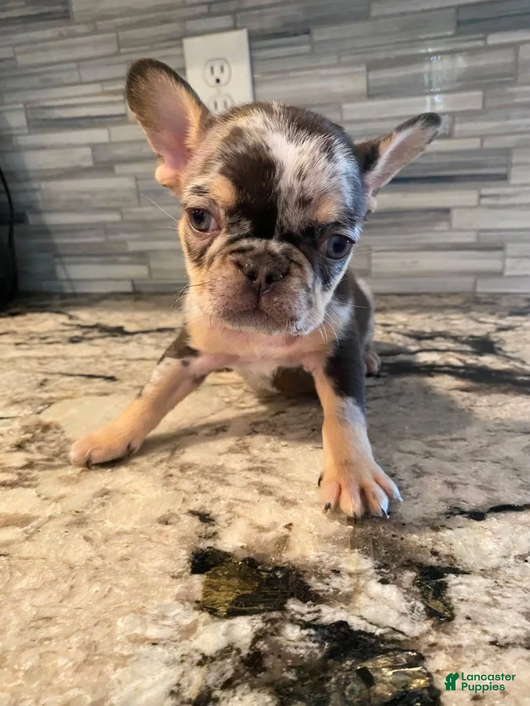 French Bulldog dogs for sale: ChocoMoco - Ad 2