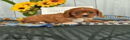 Cavalier King Charles Spaniel dogs for sale: Teddy - Ad 4