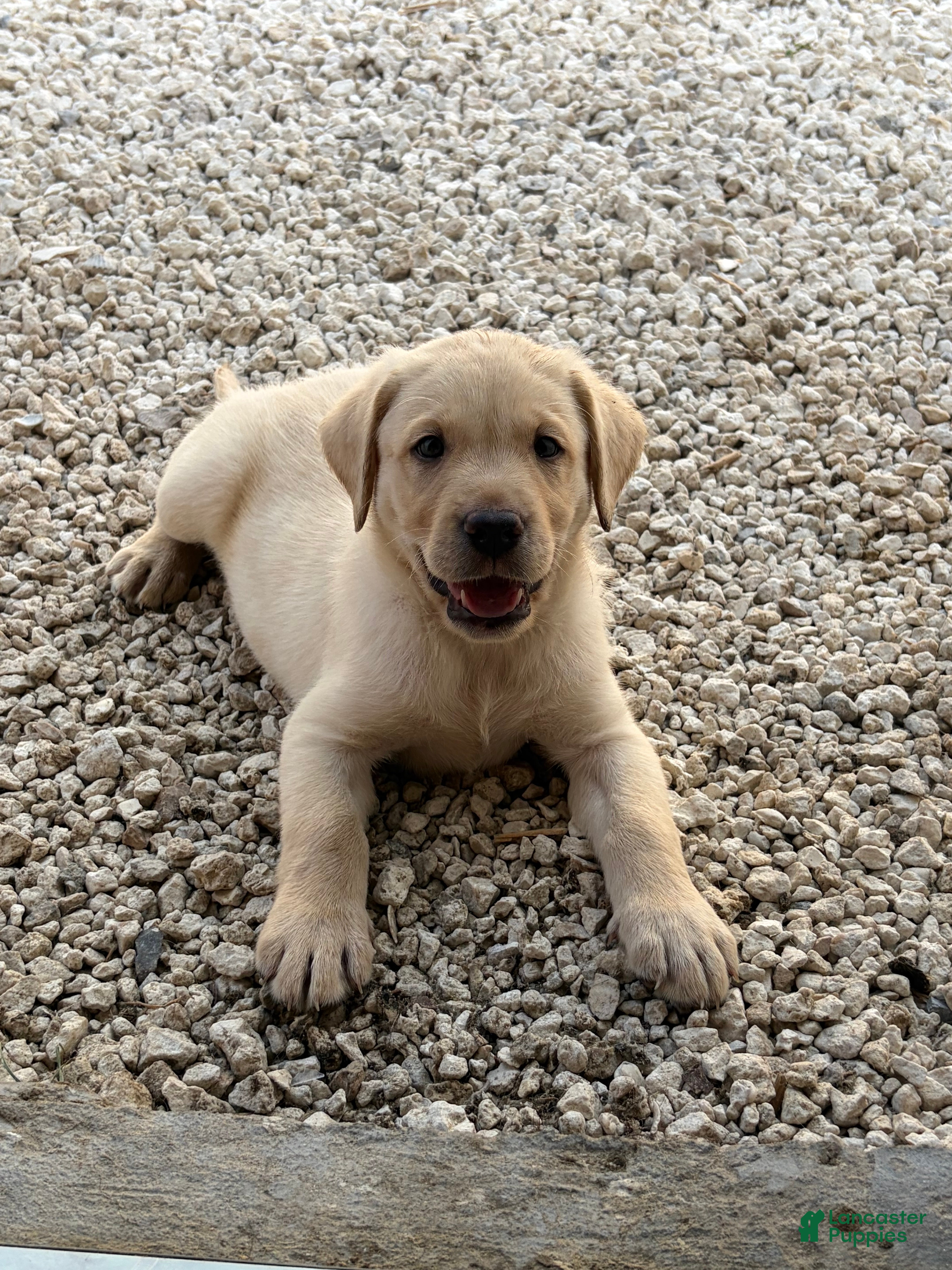 Labrador Retriever dogs Labrador Retriever Puppy 3 - Ad 2