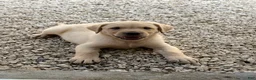 Labrador Retriever dogs for sale: Labrador Retriever Puppy 3 - Ad 2