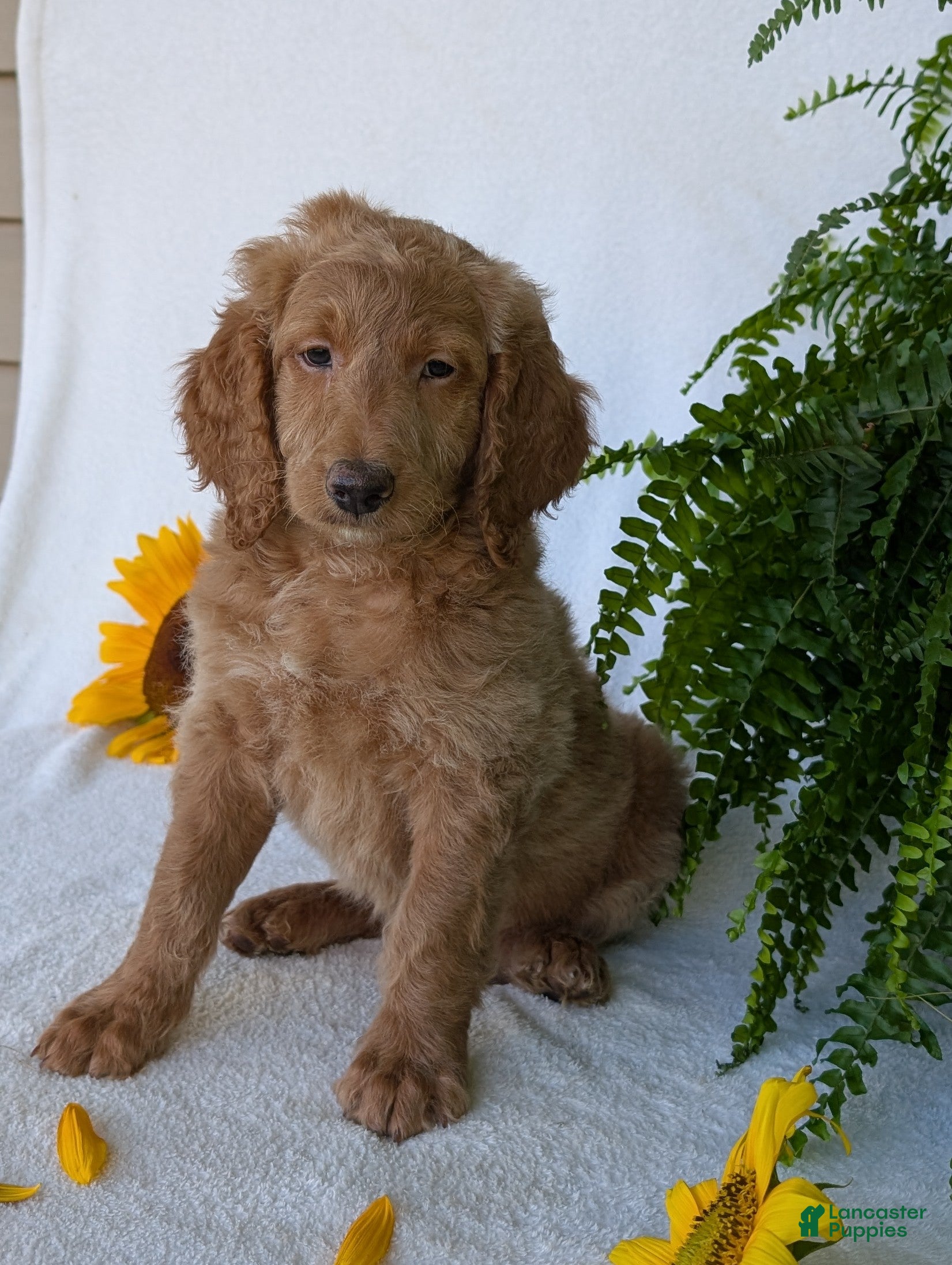Goldendoodle dogs Lou - Ad 1